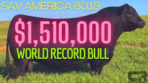 💲💲💲 $1.51 MILLION BULL WORLD RECORD BREAKING BLACK ANGUS SOLD AT AUCTION SCHAFF VALLEY ANGUS - YouTube
