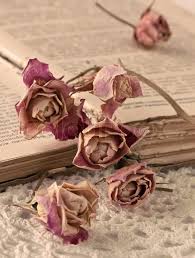 This will prevent your flowers from sticking to the book pages and stamping them with colour. Dry Roses And An Old Book Sepia Stock Image Colourbox