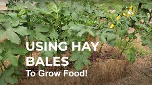 how to use hay bales to grow food