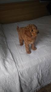 Your new best friend awaits! Puppies For Sale Near Me Find Your Puppy Vip Puppies Miniature Goldendoodle Puppies Mini Labradoodle Puppy Cute Puppy Breeds