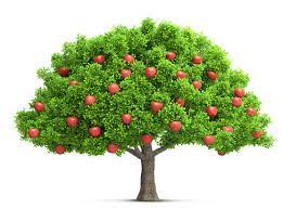apple tree images browse 805 868