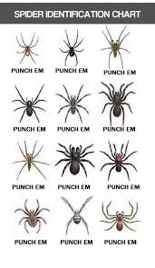 46 Abiding Spider Chart Humor