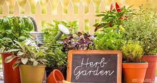 Start An Herb Garden Beginners Guide