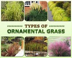 11 Best Ornamental Grass You Can Use