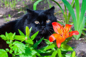 Why Are Lilies Poisonous To Cats A