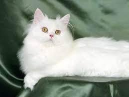 Image result for pet cat