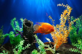 how to decorate your fish tank dos and
