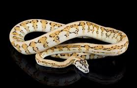 pythons outback reptiles