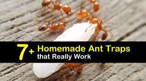 7 homemade ant traps that really work