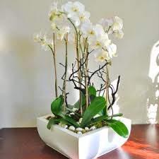 modern orchid garden pb1863 500 00