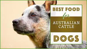 10 Best Top Rated Dog Foods For Australian Cattle Dogs In 2019