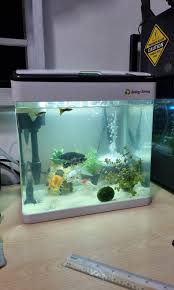 fish tank 19 litre