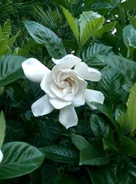 Image result for pictures of gardenias