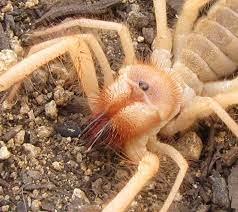 Why do tarantulas have 10 legs? Solpugids Camel Spiders Wind Scorpions Desertusa