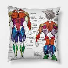 Anatomy Chart Muscle Diagram