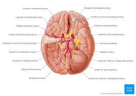Our tips from experts and exam survivors will help you through. Blood Supply To The Brain Anatomy Of Cerebral Arteries Kenhub