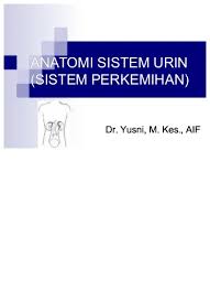 Ginjal, yang mengeluarkan sekret urine. Top Pdf Anatomi Fisiologi Sistem Urinaria Ppt 123dok Com