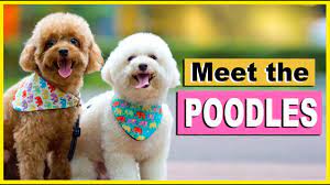 meet my toy poodles from the