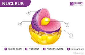 nuclear membrane structure function