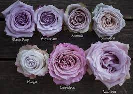 These bluish purple flowers have a brighter color in comparison to the english lavender. The Lavender Purple Rose Study Purple Roses Lavender Roses Purple Wedding Flowers