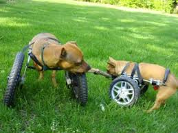 Let us know what you think of this great dog cart in the 3d printed dog wheelchair forum thread over at 3dpb.com. Front Wheel Carts Eddie S Wheels For Pets The Pet Mobility Experts