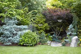 7 Ways To Use Conifers In The Garden