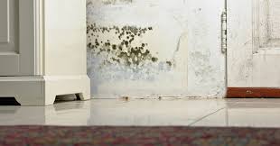 prevent black mold in your basement