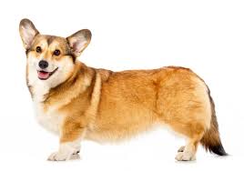 The best diet for your corgi is not actually the dog food that we normally buy from the stores. 11 Best Dog Foods For Corgis In 2021