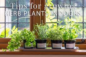 tips for growing herb plants indoors