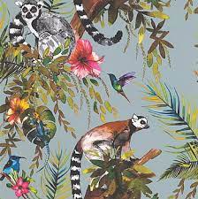 lemur by albany hd wallpapers pxfuel