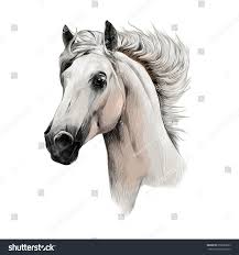 White Horse Head Profile Sketch Chart Stock Illustration
