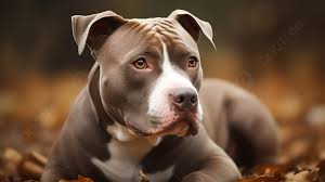 dog breed pictures background pictures