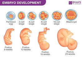 embryo development a development