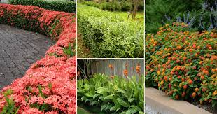 12 Best Plants For Hedging Beautiful