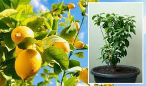 Lemon Trees Keep Citrus Tree