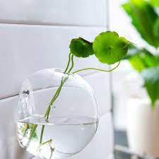 Glass Ball Water Planter Wall Vase