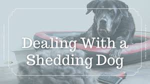 Shedding Dog Shedding Season