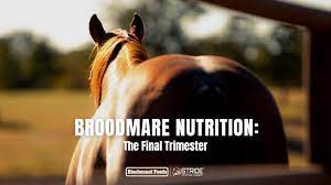 broodmare nutrition the final