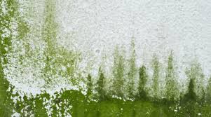remove green and red algae from walls