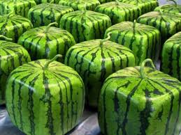 Résultat de recherche d'images pour "super melon japon"