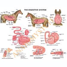 Equine Digestive System Laminated Chart Poster