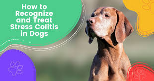 treat stress colitis in dogs
