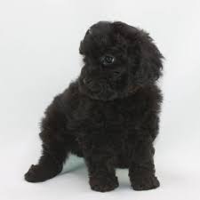 toy poodle breeder akc puppies for