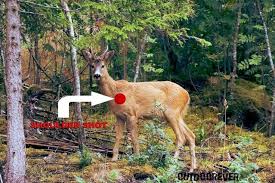 5 Best Places To Shoot A Deer For Single Shot Kill Outdoorever
