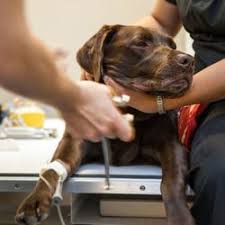 Veterinary clinic for low income pet owners. Best Emergency Pet Hospital Near Me June 2021 Find Nearby Emergency Pet Hospital Reviews Yelp