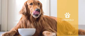 Integrative ks for dogs and cats addresses these health issues. Dietary Guidelines For Dogs With Chronic Kidney Disease Ckd