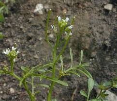Small-Flowered Bitter Cress (Cardamine parviflora arenicola)