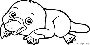 Color in this picture of a baby platypus and share it image tags: Cute Baby Platypus Coloring Page Coloringall