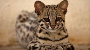 Want to talk about breeders of exotics? What You Need To Know About Legal Exotic Cats Petplace