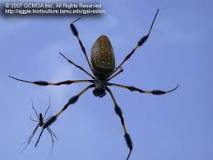 What is the lifespan of a banana spider?
